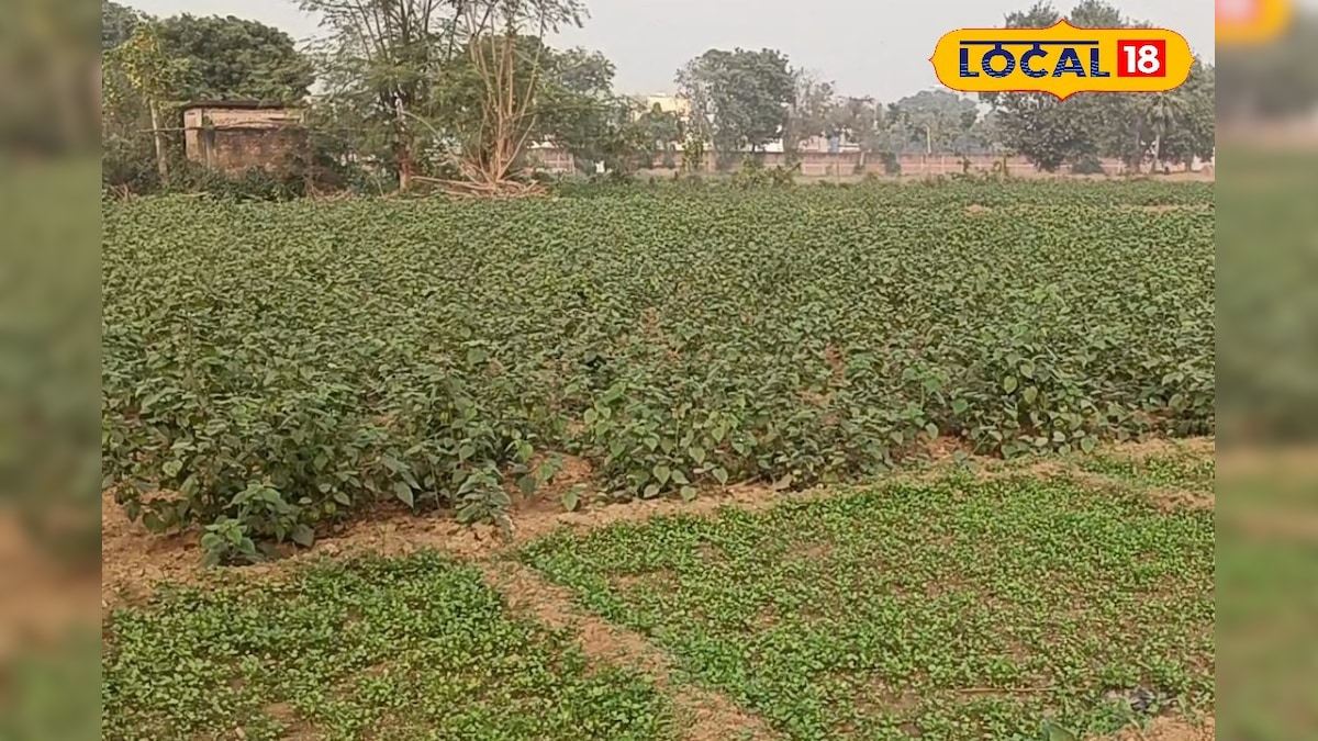 किसानों की भर जाएगी तिजोरी, बस खेती में अपना लें यह ट्रिक, एक्सपर्ट से जानें सबकुछ