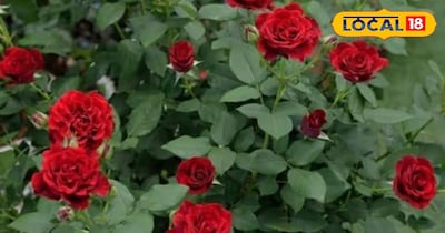 पौधों की ग्रोथ के साथ फूल भी आएंगे अधिक