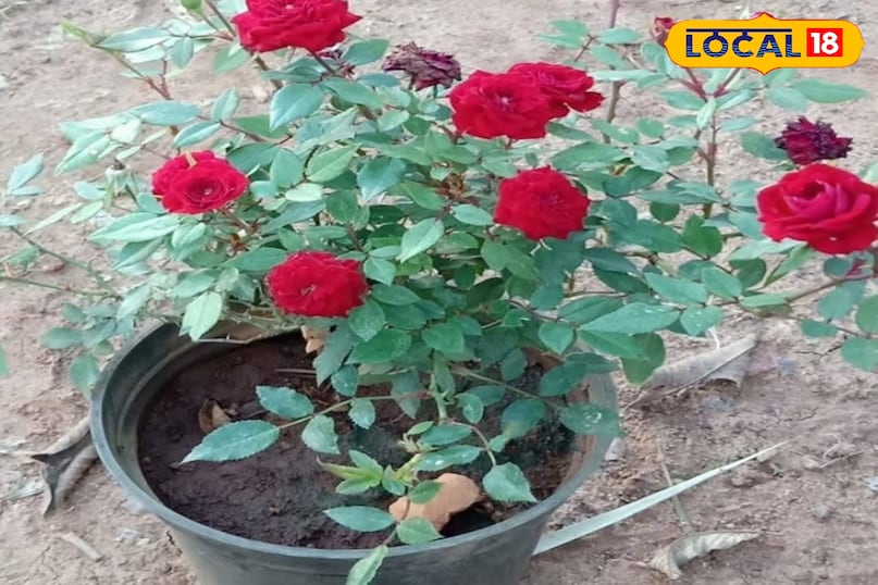 गुलाब का पौधा