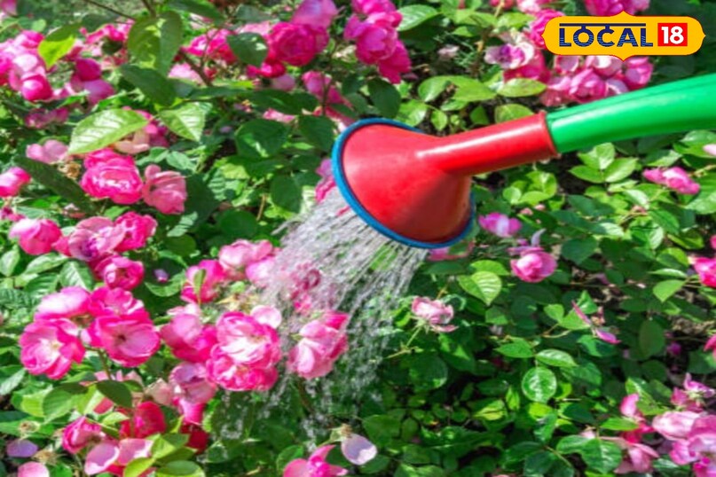 गुलाब का पौधा