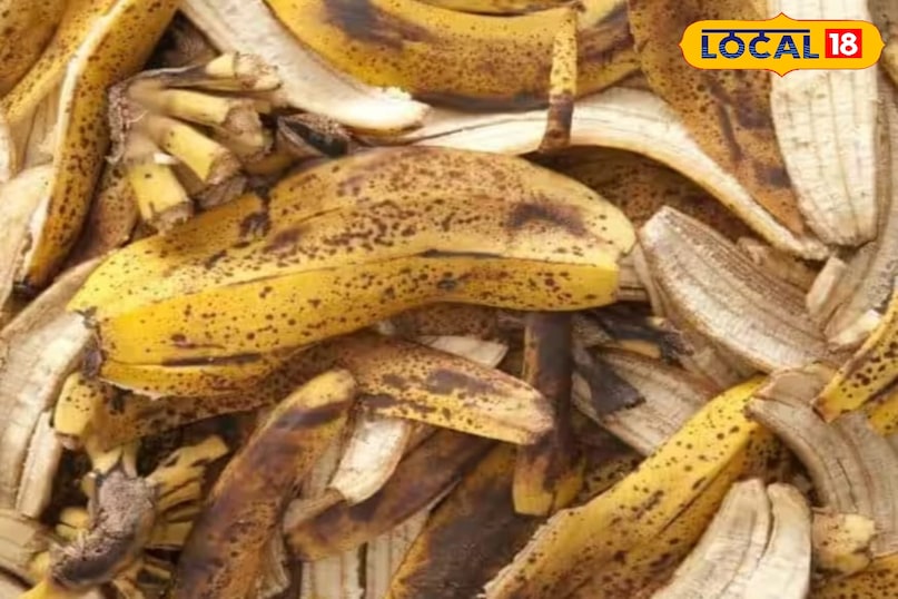 गुलाब का पौधा