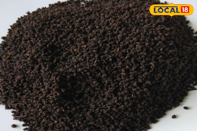 गुलाब का पौधा