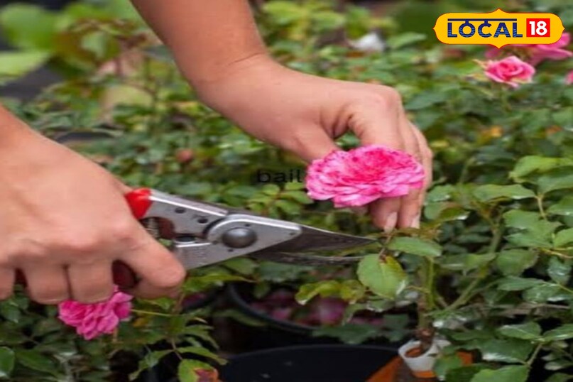 गुलाब का पौधा