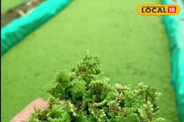 Kale Til khane ke fayde। काले तिल के फायदे - News18 हिंदी