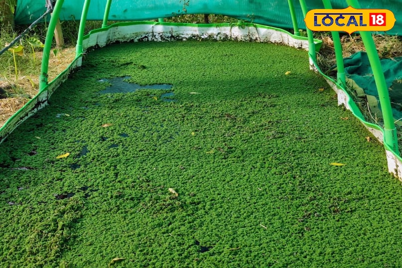 अगर आप दुधारू पशुओं को एजोला आहार के रूप में दे रहे हैं तो यह सावधानी बरतनी चाहिए बहुत अधिक मात्रा में दुधारू पशुओं को एजोला न खिलाएं, ध्यान रहे की साफ पानी में ही एजोला को उगाया जाए. 