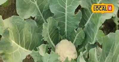 मार्केट में सबसे महंगी बिकती है यह गोभी 