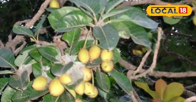 महुआ का पौधा।