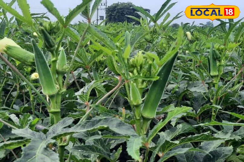 लोकल18, न्यूज18हिंदी, मध्य प्रदेश न्यूज, शिवपुरी न्यूज