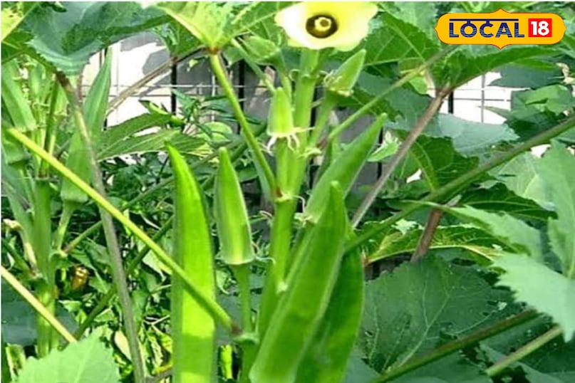 लोकल18, न्यूज18हिंदी, मध्य प्रदेश न्यूज, शिवपुरी न्यूज