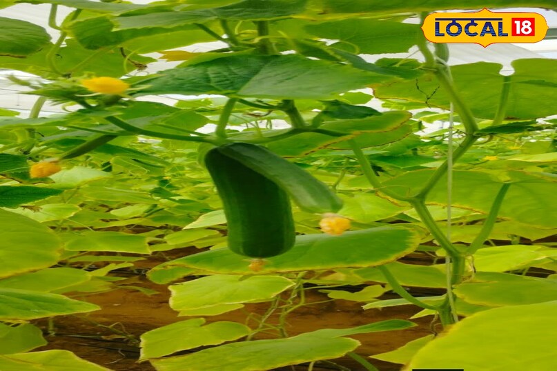 लोकल18, न्यूज18हिंदी, मध्य प्रदेश न्यूज, शिवपुरी न्यूज