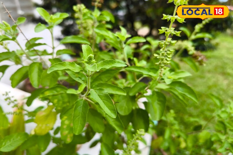 अगर आप भी तुलसी के पेड़ में समय-समय से खाद नहीं दे रहे हैं तो ठंड में देना बेहद जरूरी है