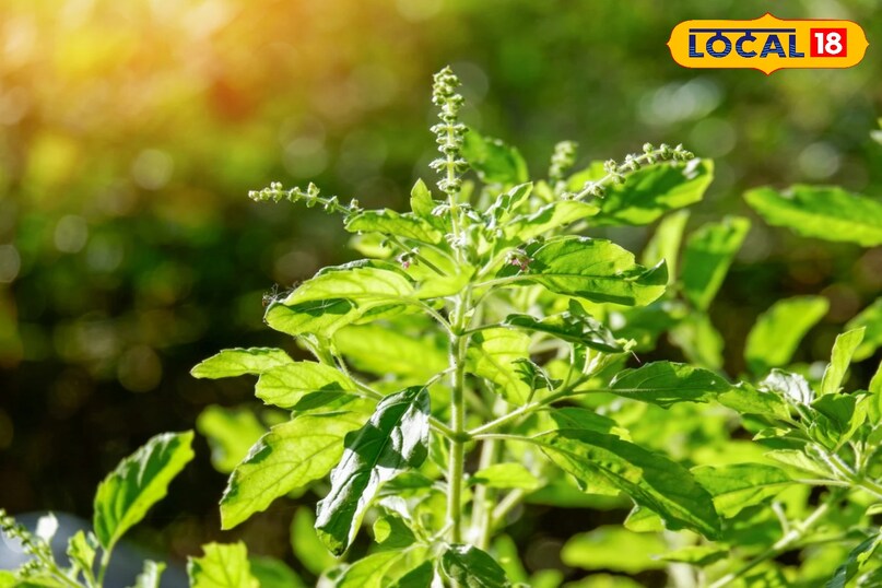 गोबर की खाद या वर्मी कम्पोस्ट महीने में एक बार डालें