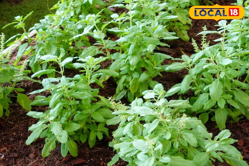 ठंड में तुलसी के पौधे का ख्याल रखना बेहद जरूरी है वरना दिक्कत पौधों को हो जाती है