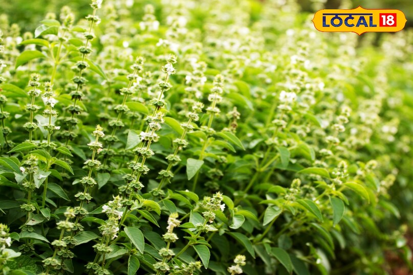 अगर आप भी ठंड में तुलसी के पौधे को ज्यादा पानी देंगे तो पौधा खराब हो जाएगा