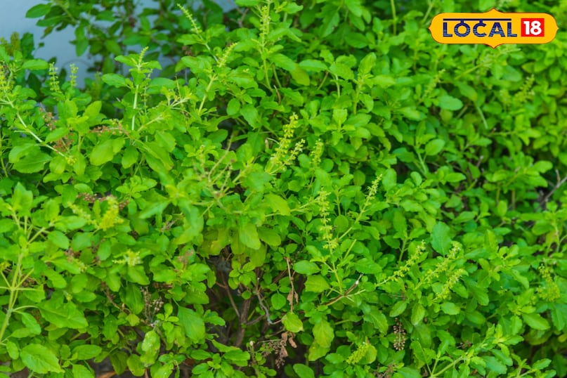 अगर आप भी खुले आसमान के नीचे तुलसी का पौधा रखे हैं तो सावधान हो जाए