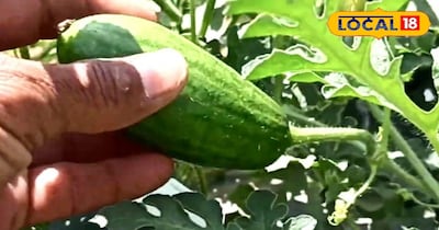 तरबूज की खेती