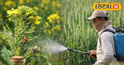 Aphid Threat to Rabi Crops in Cold Fog: Farmers Must Act Now!