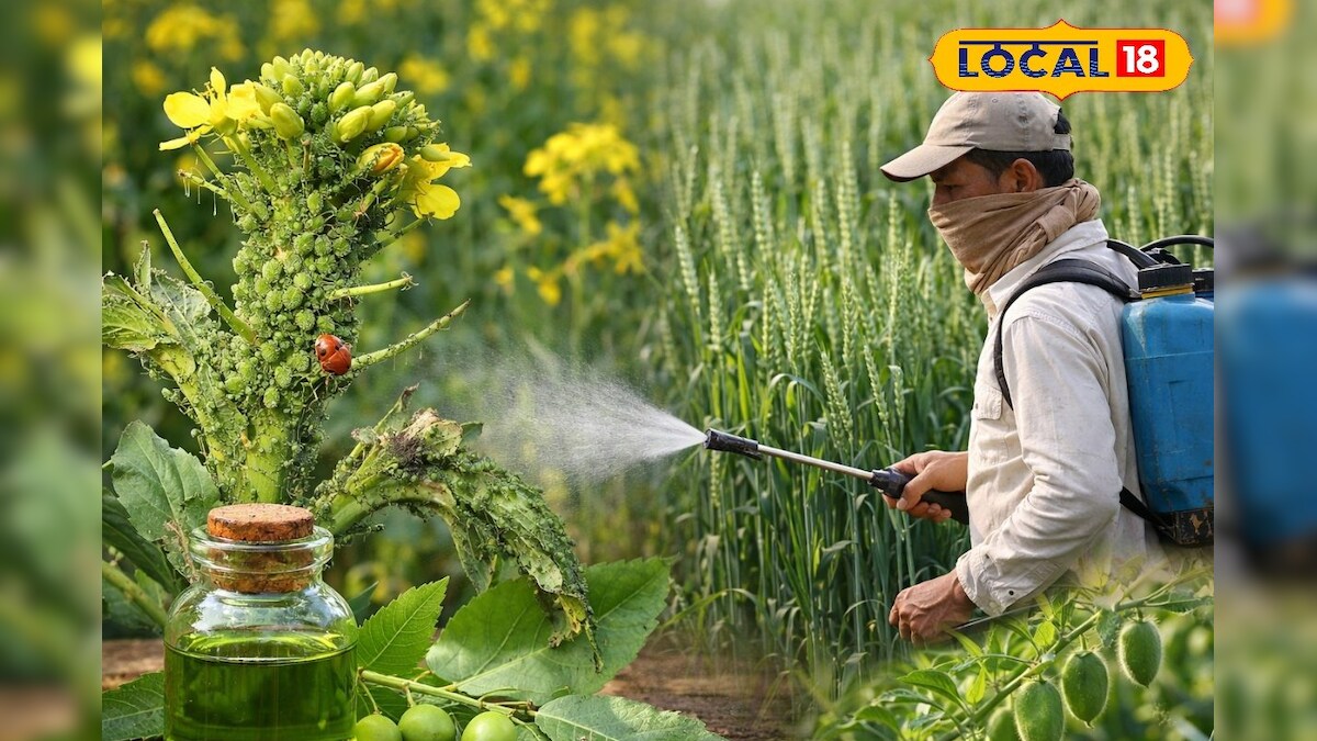 Mahu Insect ठंड-कोहरे में फसलों पर माहू का खतरा, किसान भाई अपनाएं ये उपाय, वरना ...