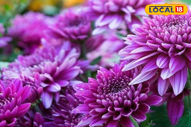 Gardening tips, home garden, roof top gardening ideas, घर का गार्डन, छत पर गार्डन कैसे बनाएं, गार्डेनिंग टिप्स, local 18, Bihar, Jamui 