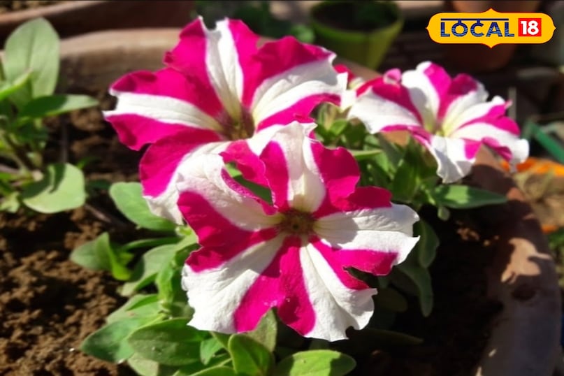 Gardening tips, home garden, roof top gardening ideas, घर का गार्डन, छत पर गार्डन कैसे बनाएं, गार्डेनिंग टिप्स, local 18, Bihar, Jamui 