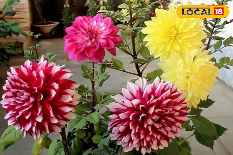 Gardening tips, home garden, roof top gardening ideas, घर का गार्डन, छत पर गार्डन कैसे बनाएं, गार्डेनिंग टिप्स, local 18, Bihar, Jamui 