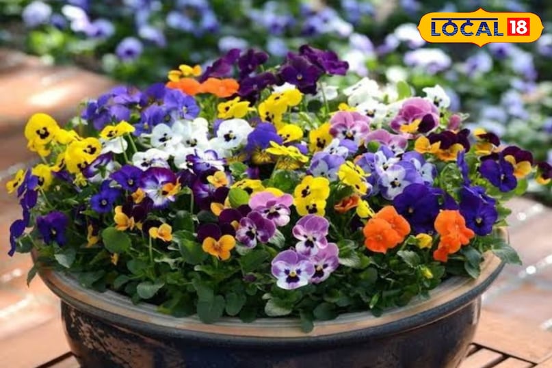 Gardening tips, home garden, roof top gardening ideas, घर का गार्डन, छत पर गार्डन कैसे बनाएं, गार्डेनिंग टिप्स, local 18, Bihar, Jamui 