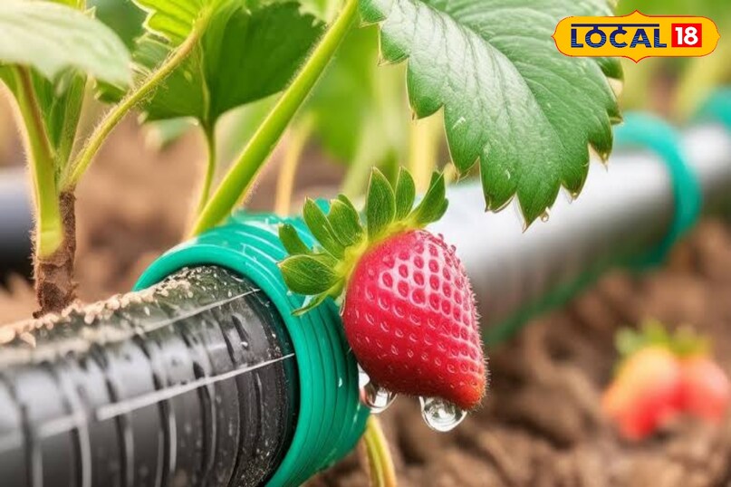 उन्होंने यह भी कहा कि पोटाश और सूक्ष्म पोषक तत्वों का संतुलित उपयोग पौधों की सहनशीलता बढ़ाता है. इससे पौधे ठंड के प्रभाव को बेहतर ढंग से सहन कर पाते हैं.