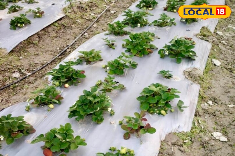 उन्होंने यह भी बताया कि रात के समय खेत के चारों ओर सूखी घास, पुआल या कचरे से धुआँ करने पर वातावरण का तापमान बढ़ता है, जिससे पाले का असर कम होता है. 