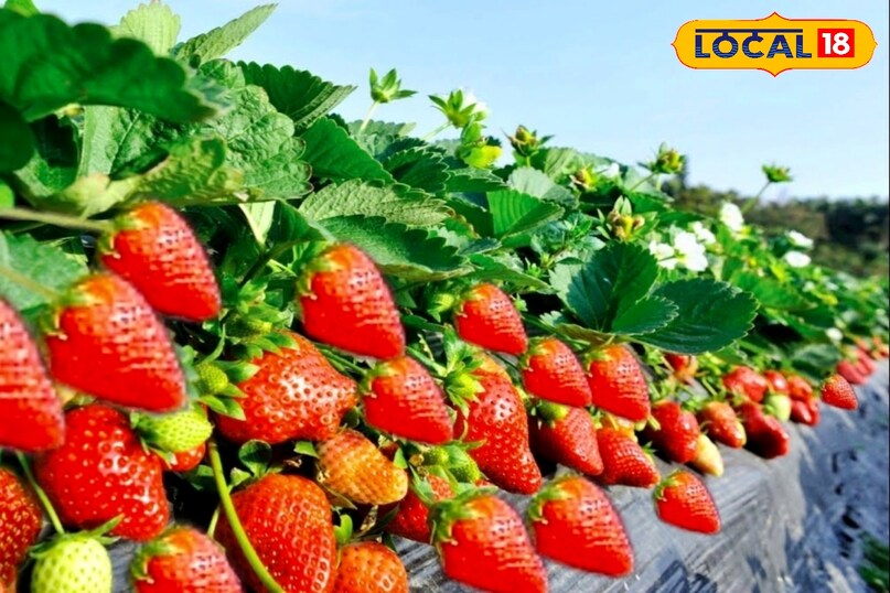 उन्होंने बताया कि किसानों को मौसम विभाग की जानकारी पर नियमित ध्यान देना चाहिए. पाले की चेतावनी मिलते ही समय रहते बचाव उपाय अपनाने से नुकसान से बचा जा सकता है.