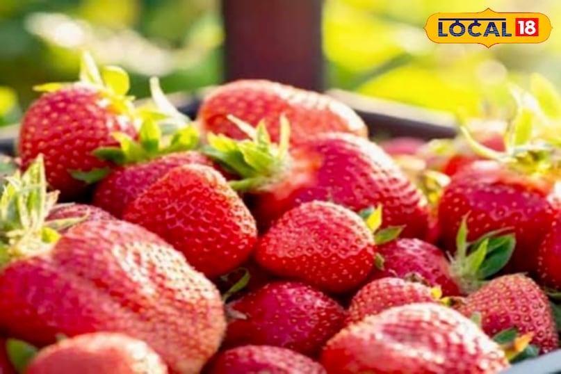 उन्होंने कहा कि पौधों के नीचे प्लास्टिक मल्च बिछाने और ऊपर पॉली टनल लगाने से तापमान संतुलित रहता है, जिससे पाले से फसल सुरक्षित रहती है. 