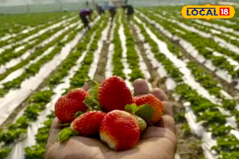 उन्होंने कहा कि पलामू जिले में भी स्ट्रॉबेरी की खेती बड़े पैमाने पर होने लगी है. वहीं पाला की संभावना होने पर हल्की सिंचाई करना सबसे प्रभावी उपाय है. नमी रहने से खेत का तापमान बढ़ता है और पाले का प्रभाव कम होता है. 