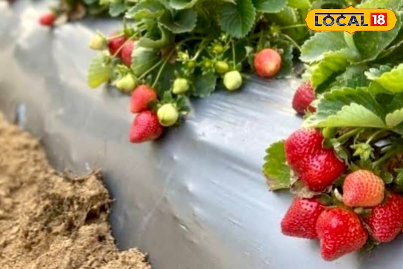 सुबह के समय पत्तियों पर सफेद परत जमना, पत्तियों का मुड़ना व काला पड़ना पाले के प्रमुख लक्षण हैं. ऐसे संकेत दिखते ही तुरंत बचाव के उपाय अपनाने चाहिए. 