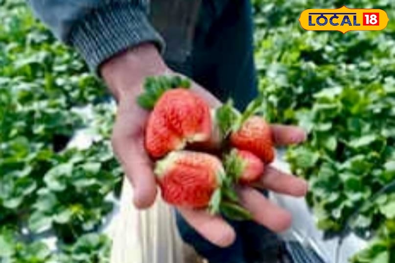 कृषि वैज्ञानिक डॉ० प्रमोद कुमार ने बताया कि पाले के प्रभाव से फूल झड़ जाते हैं, फल का आकार छोटा रह जाता है तथा फल सख्त और बदरंग हो जाते हैं. अधिक पाला पड़ने पर पूरा पौधा भी नष्ट हो सकता है.