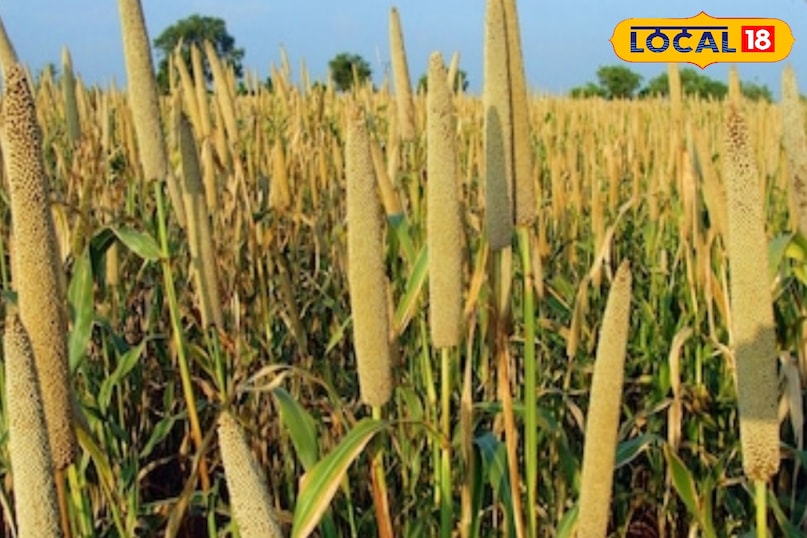 सर्दियों मे बाजरे का सेवन जरूर करना चाहिए 