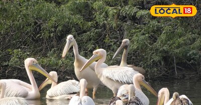 यही हैं विदेशी पक्षी