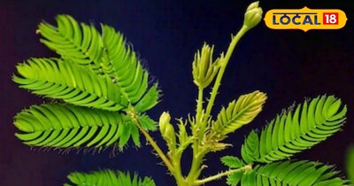 छुईमुई सेहत के लिए होती है फायदेमंद।