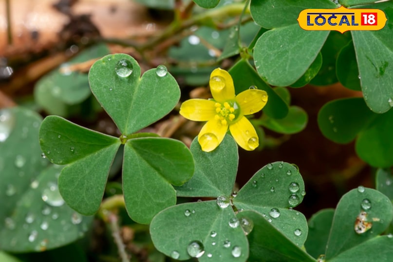 चांगेरी