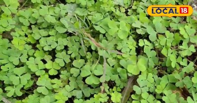 चांगेरी का पौधा.