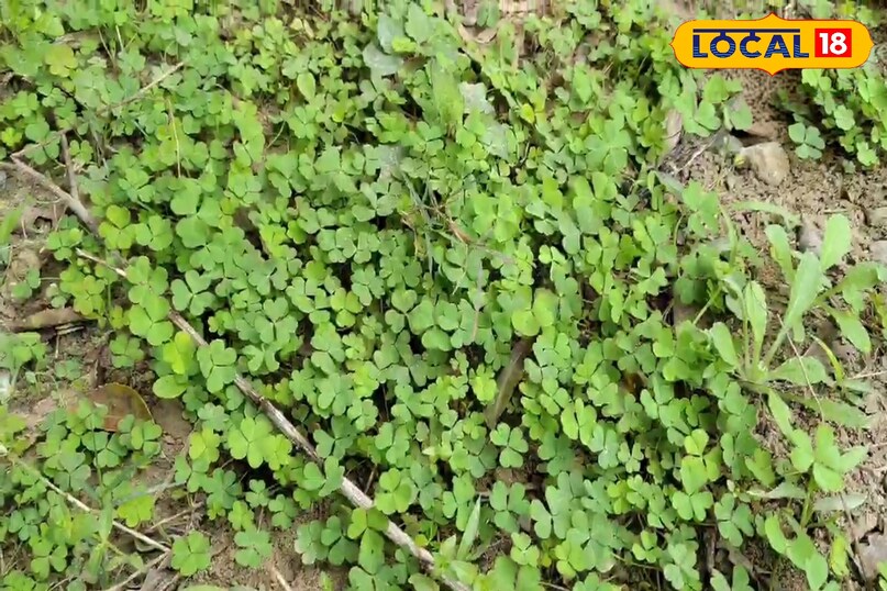 चांगेरी