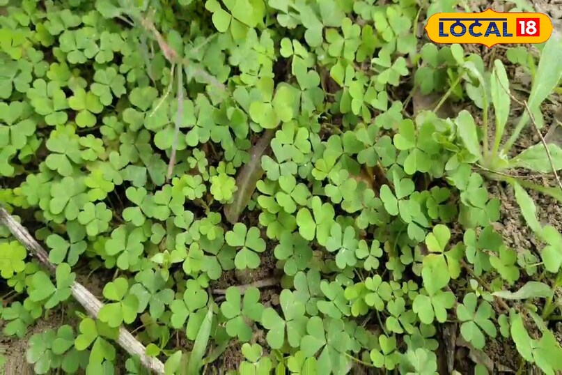 चांगेरी 