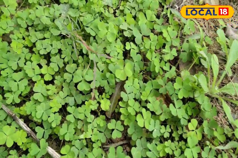 चांगेरी