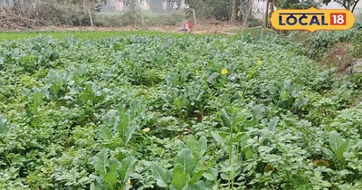 आलू और फूल गोभी की खेती.