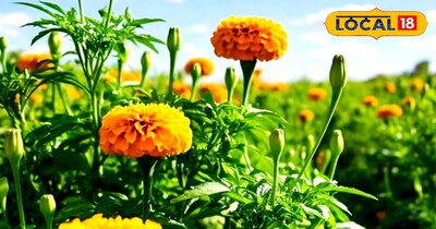 गेंदा फूल