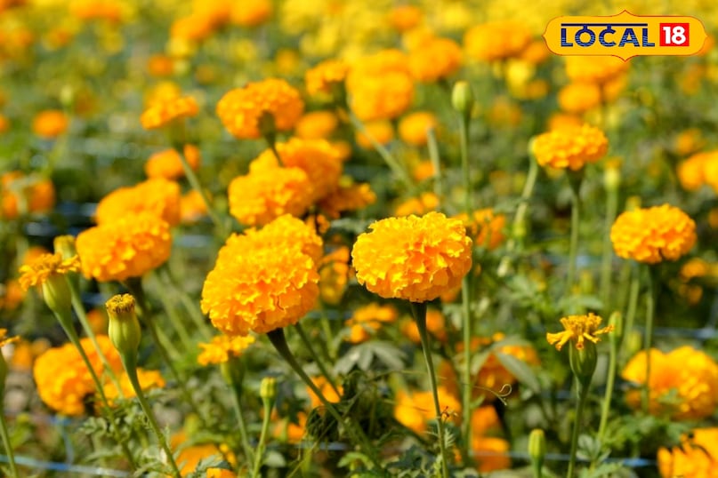 marigold tips 
