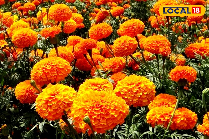 farming tips marigold farming