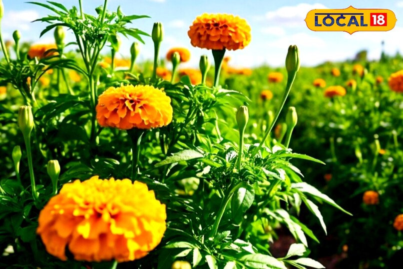 marigold farming