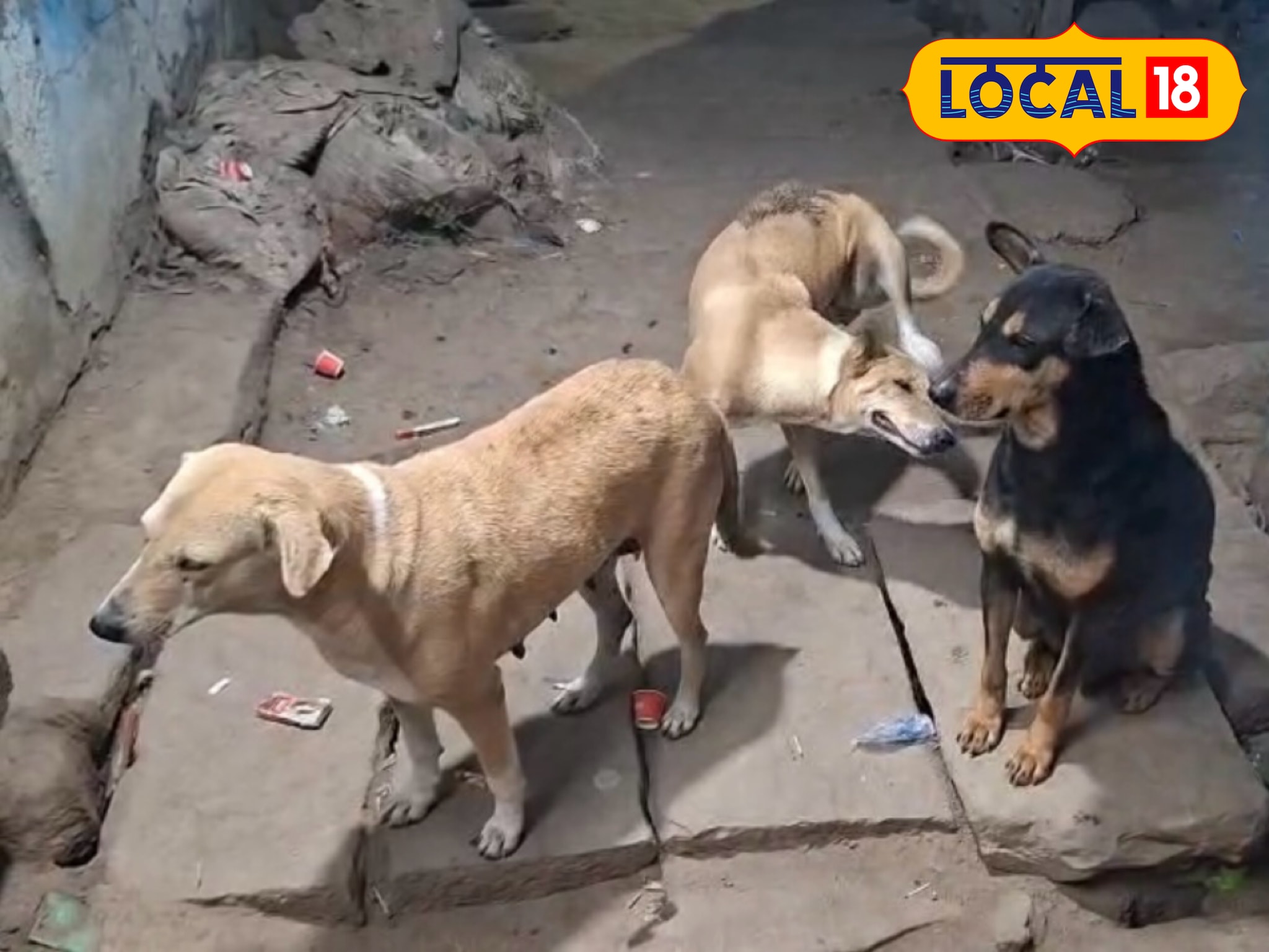 रोहतास में मास्टर साहब गिनेंगे आवारा कुत्ते स्कूली शिक्षकों को बनाया जाएगा नोडल अधिकारी