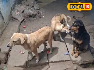 रोहतास में शिक्षकों को आवारा कुत्ते गिनने का आदेश, गैर-शैक्षणिक कार्यों पर उठा सवाल.