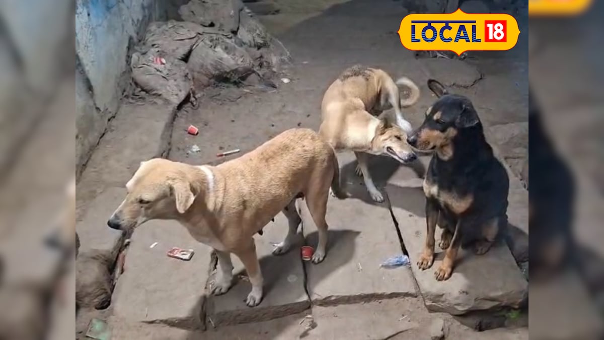 रोहतास में मास्टर साहब गिनेंगे आवारा कुत्ते, नगर निगम ने बनाया स्कूल के शिक्षकों को नोडल अधिकारी