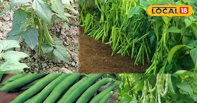 राजमा का पौधा